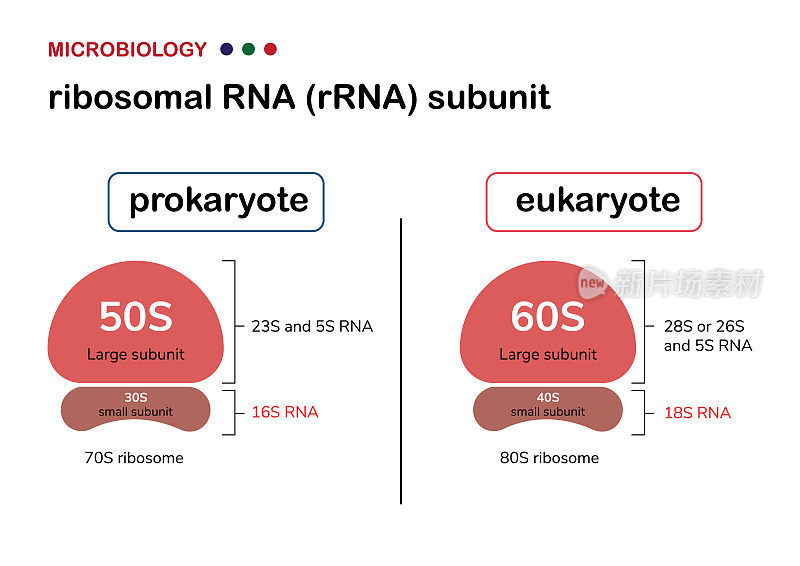 生物学插图显示核糖体RNA (rRNA或rDNA)在原核生物和真核生物的区别